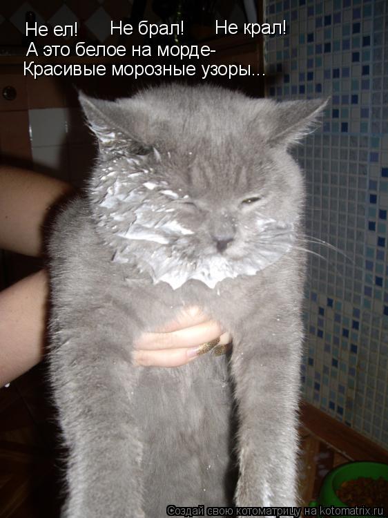 Не ел! Не брал! Не крал! А это белое на морде- Красивые морозные узоры...... Котоматрица: Не ел! Не брал! Не крал! А это белое на морде- Красивые морозные узоры...