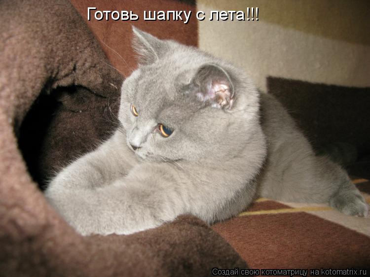 Готовь шапку с лета!!!... Котоматрица: Готовь шапку с лета!!!