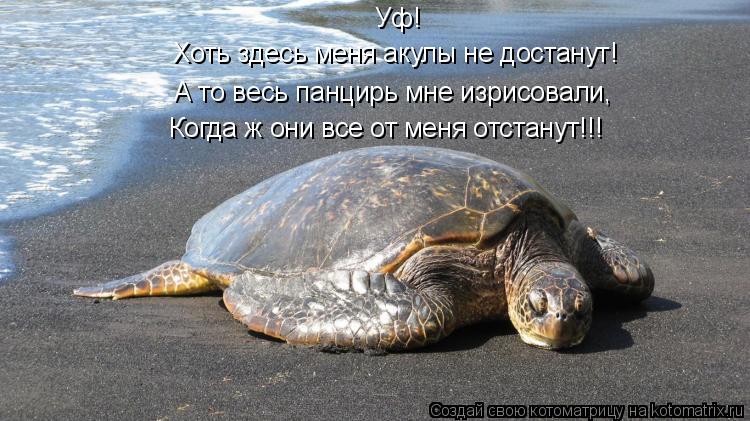 Уф! Хоть здесь меня акулы не достанут! А то весь панцирь мне изрисовали, Когда ж они все от меня отст... Котоматрица: Уф! Хоть здесь меня акулы не достанут! А то весь панцирь мне изрисовали, Когда ж они все от меня отстанут!!!