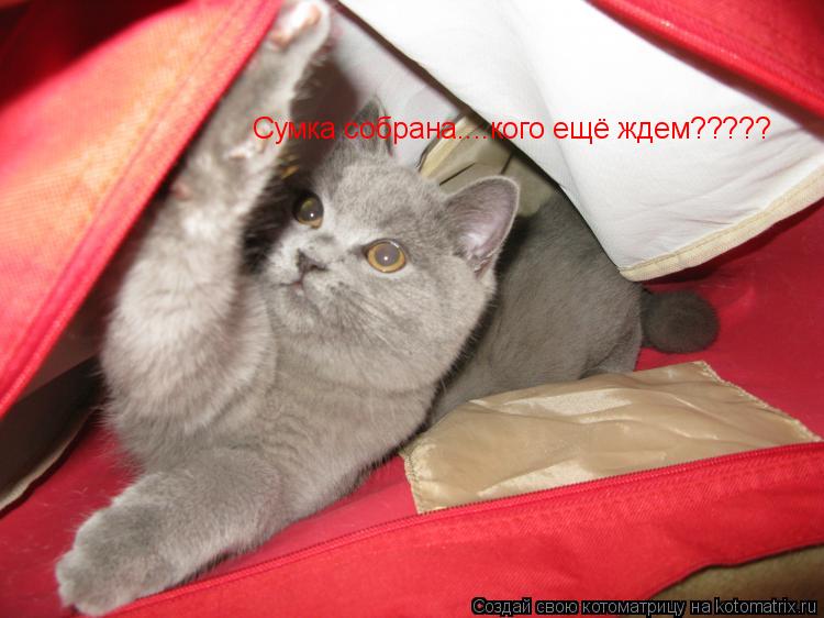 Сумка собрана....кого ещё ждем?????... Котоматрица: Сумка собрана....кого ещё ждем?????