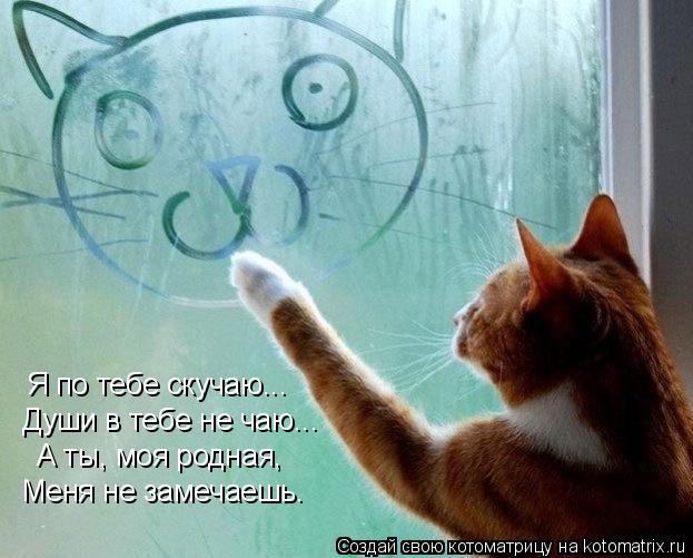 Я по тебе скучаю... Души в тебе не чаю... А ты, моя родная, Меня не замечаешь.... Котоматрица: Я по тебе скучаю... Души в тебе не чаю... А ты, моя родная, Меня не замечаешь.