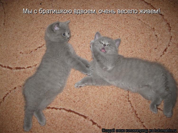 Мы с братишкою вдвоем, очень весело живем!... Котоматрица: Мы с братишкою вдвоем, очень весело живем!