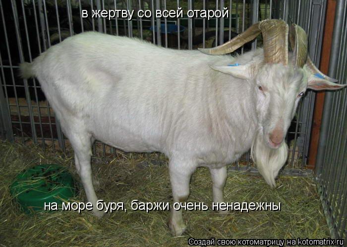 в жертву со всей отарой на море буря, баржи очень ненадежны... Котоматрица: в жертву со всей отарой на море буря, баржи очень ненадежны