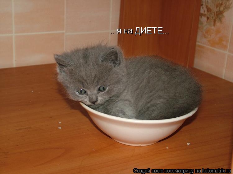 ...я на ДИЕТЕ...... Котоматрица: ...я на ДИЕТЕ...