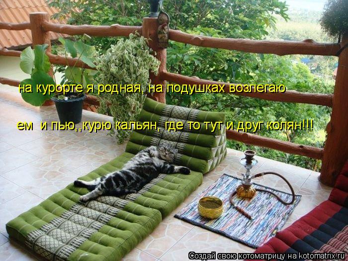 на курорте я родная, на подушках возлегаю на курорте я родная, на подушках возлегаю ем и пью,,курю к... Котоматрица: на курорте я родная, на подушках возлегаю на курорте я родная, на подушках возлегаю ем и пью,,курю кальян, где то тут и друг колян!!! ем и пью,,
