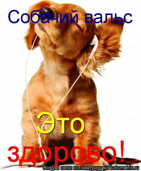 Собачий вальс Это здорово!... Котоматрица: Собачий вальс Это здорово!