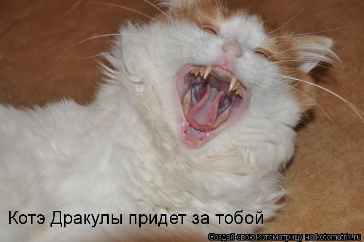 Дракула Котэ Дракулы придет за тобой... Котоматрица: Дракула Котэ Дракулы придет за тобой