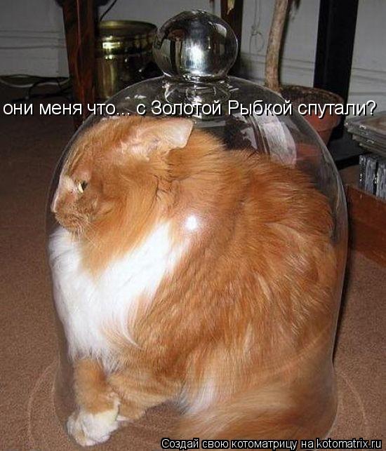 они меня что... с Золотой Рыбкой спутали?... Котоматрица: они меня что... с Золотой Рыбкой спутали?