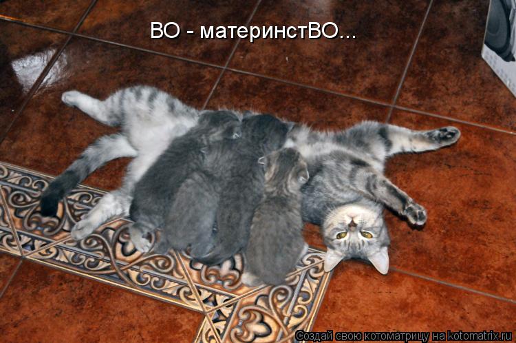 ВО - материнстВО...... Котоматрица: ВО - материнстВО...