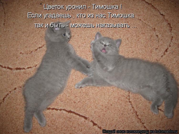 Цветок уронил - Тимошка ! Если угадаешь , кто из нас Тимошка так и быть - можешь наказывать . ..... Котоматрица: Цветок уронил - Тимошка ! Если угадаешь , кто из нас Тимошка так и быть - можешь наказывать . ..