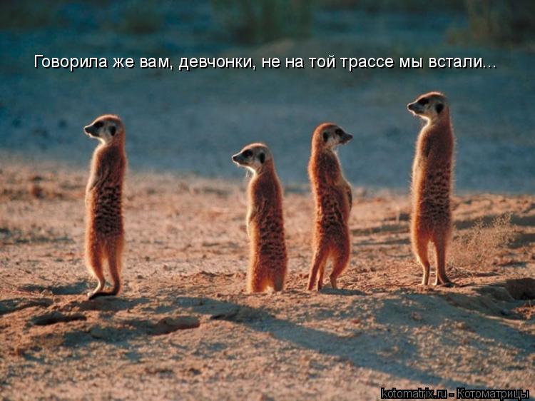 Говорила же вам, девчонки, не на той трассе мы встали...... Котоматрица: Говорила же вам, девчонки, не на той трассе мы встали...