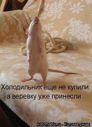 Холодильник еще не купили а веревку уже принесли... Котоматрица: Холодильник еще не купили а веревку уже принесли