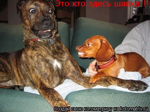 Это кто здесь шавка!!!... Котоматрица: Это кто здесь шавка!!!