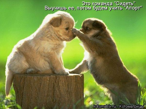 Это команда "Сидеть" Выучишь ее, потом будем учить "Апорт"... Котоматрица: Это команда "Сидеть" Выучишь ее, потом будем учить "Апорт"