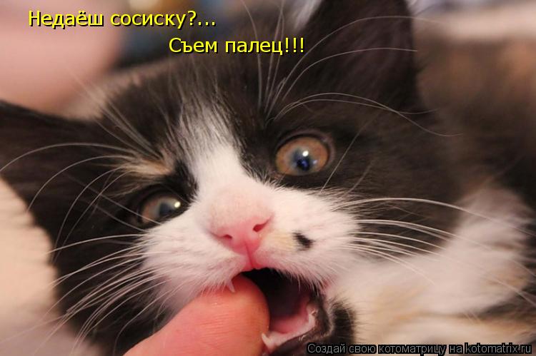 Недаёш сосиску?... Съем палец!!!... Котоматрица: Недаёш сосиску?... Съем палец!!!