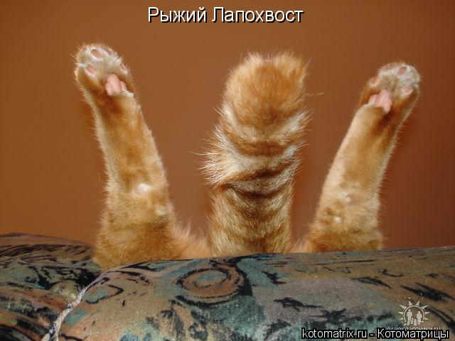 Рыжий Лапохвост... Котоматрица: Рыжий Лапохвост