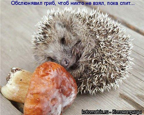 Котоматрица: Обслюнявил гриб, чтоб никто не взял, пока спит...