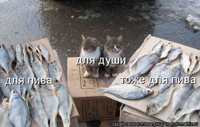 для пива тоже для пива для души... Котоматрица: для пива тоже для пива для души