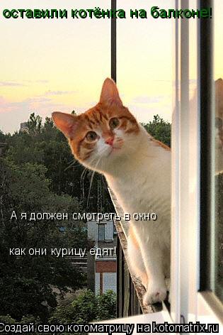 оставили котёнка на балконе! А я должен смотреть в окно как они курицу едят!... Котоматрица: оставили котёнка на балконе! А я должен смотреть в окно как они курицу едят!