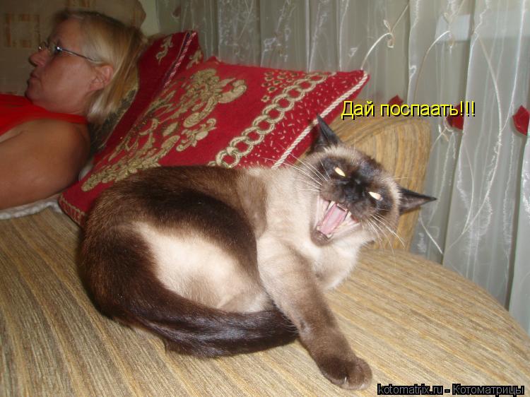 Котоматрица: Дай поспаать!!!
