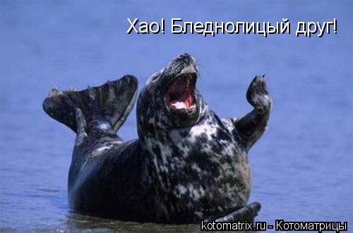 Котоматрица: Хао! Бледнолицый друг!