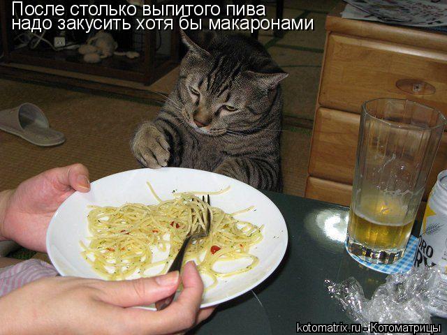 Котоматрица: После столько выпитого пива надо закусить хотя бы макаронами