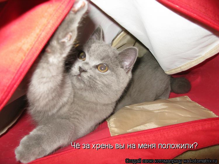 Чё за хрень вы на меня положили?... Котоматрица: Чё за хрень вы на меня положили?
