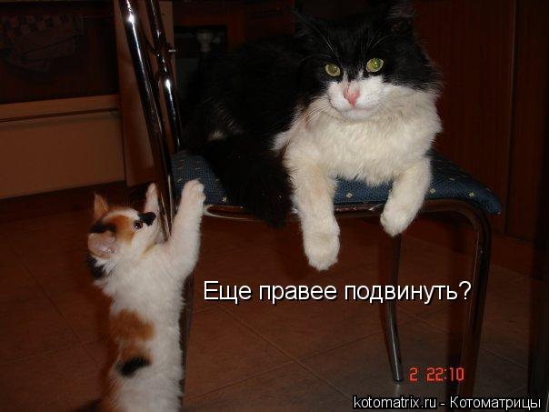 Котоматрица: Еще правее подвинуть?