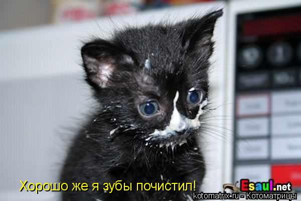 Хорошо же я зубы почистил!... Котоматрица: Хорошо же я зубы почистил!