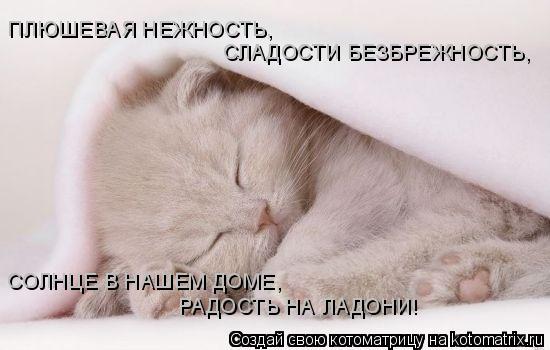 ПЛЮШЕВАЯ НЕЖНОСТЬ, СЛАДОСТИ БЕЗБРЕЖНОСТЬ, СОЛНЦЕ В НАШЕМ ДОМЕ, РАДОСТЬ НА ЛАДОНИ!... Котоматрица: ПЛЮШЕВАЯ НЕЖНОСТЬ, СЛАДОСТИ БЕЗБРЕЖНОСТЬ, СОЛНЦЕ В НАШЕМ ДОМЕ, РАДОСТЬ НА ЛАДОНИ!