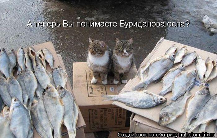 А теперь Вы понимаете Буриданова осла?... Котоматрица: А теперь Вы понимаете Буриданова осла?