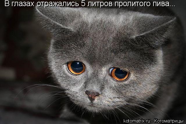 Котоматрица: В глазах отражались 5 литров пролитого пива...