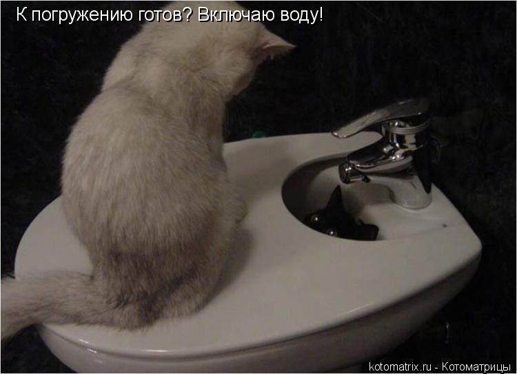 К погружению готов? Включаю воду!... Котоматрица: К погружению готов? Включаю воду!