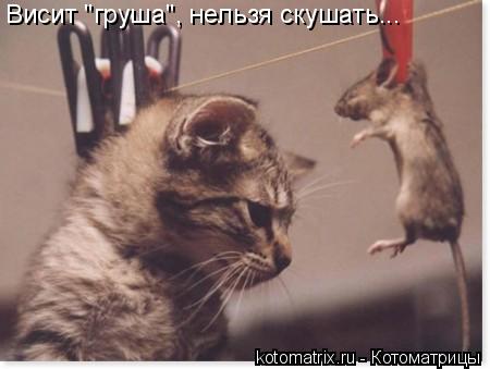 Висит "груша", нельзя скушать...... Котоматрица: Висит "груша", нельзя скушать...