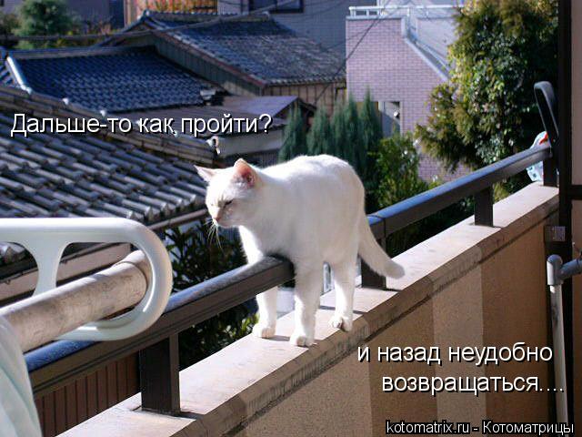 Дальше-то как пройти? и назад неудобно возвращаться....... Котоматрица: Дальше-то как пройти? и назад неудобно возвращаться....