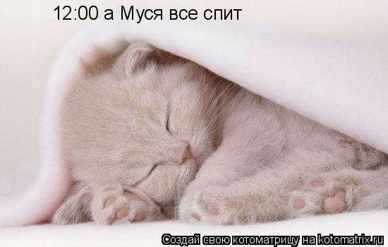 12:00 а Муся все спит... Котоматрица: 12:00 а Муся все спит