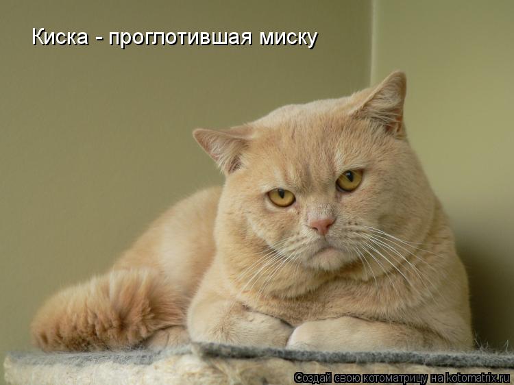 Киска - проглотившая миску... Котоматрица: Киска - проглотившая миску