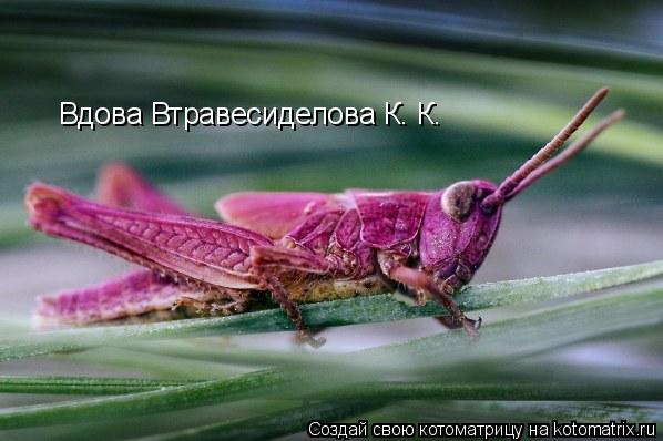 Вдова Втравесиделова К. К.... Котоматрица: Вдова Втравесиделова К. К.