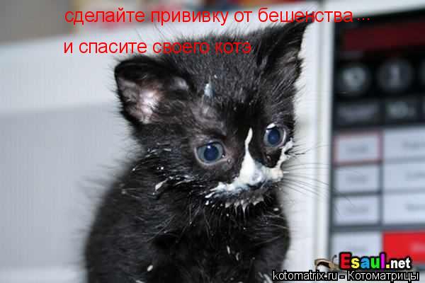 сделайте прививку от бешенства ... и спасите своего котэ... Котоматрица: сделайте прививку от бешенства ... и спасите своего котэ