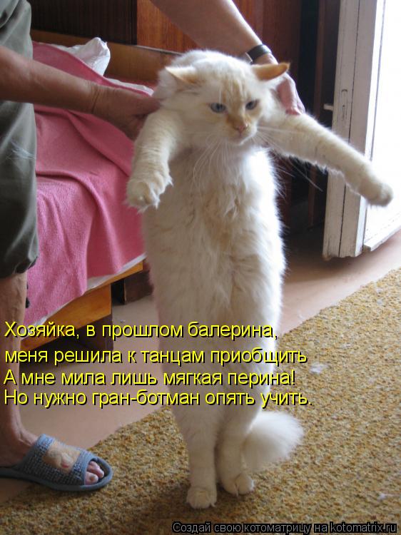 Хозяйка, в прошлом балерина, меня решила к танцам приобщить А мне мила лишь мягкая перина! Но нужно г... Котоматрица: Хозяйка, в прошлом балерина, меня решила к танцам приобщить А мне мила лишь мягкая перина! Но нужно гран-ботман опять учить.