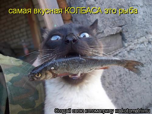 самая вкусная КОЛБАСА это рыба... Котоматрица: самая вкусная КОЛБАСА это рыба