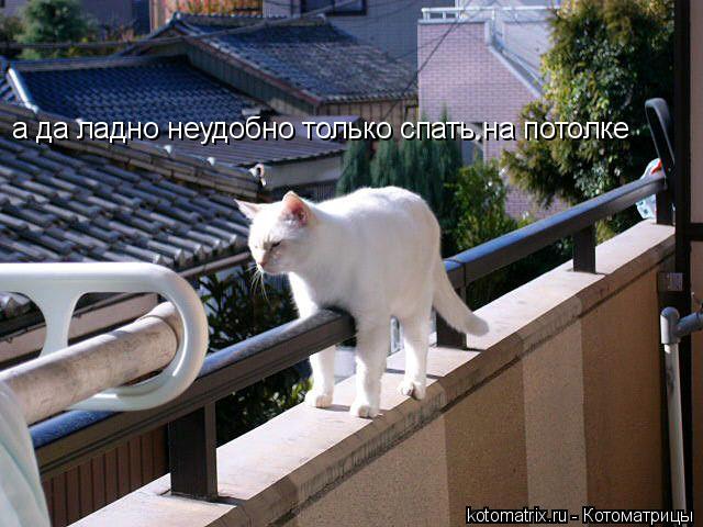а да ладно неудобно только спать на потолке... Котоматрица: а да ладно неудобно только спать на потолке