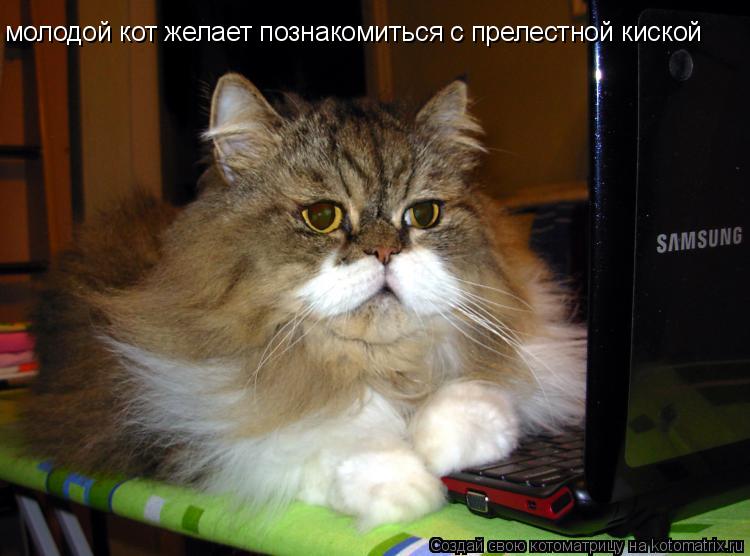 молодой кот желает познакомиться с прелестной киской... Котоматрица: молодой кот желает познакомиться с прелестной киской