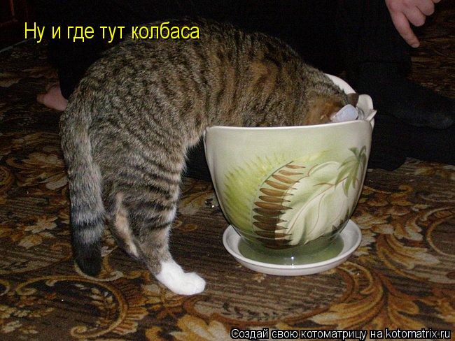 Ну и где тут колбаса... Котоматрица: Ну и где тут колбаса