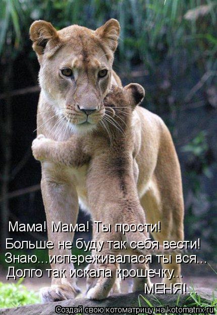 Мама! Мама! Ты прости! Больше не буду так себя вести! Знаю...испереживалася ты вся... Долго так искал... Котоматрица: Мама! Мама! Ты прости! Больше не буду так себя вести! Знаю...испереживалася ты вся... Долго так искала крошечку... МЕНЯ!...