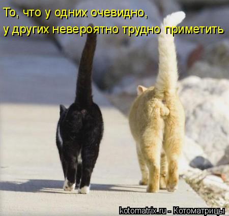То, что у одних очевидно, у других невероятно трудно приметить... Котоматрица: То, что у одних очевидно, у других невероятно трудно приметить