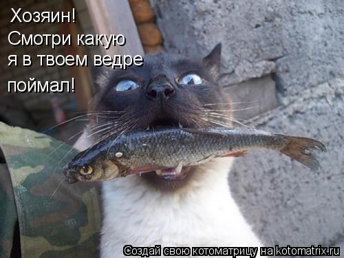 Хозяин! Смотри какую я в твоем ведре поймал!... Котоматрица: Хозяин! Смотри какую я в твоем ведре поймал!