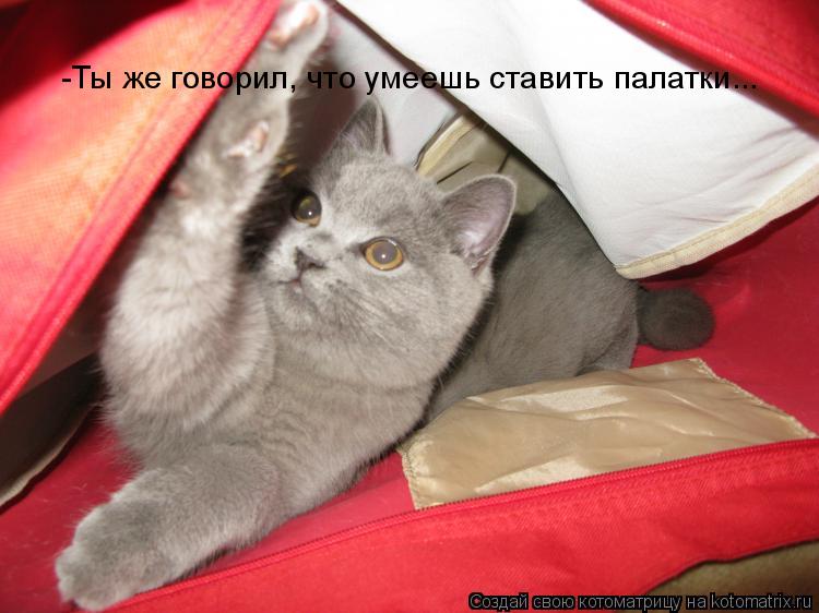 -Ты же говорил, что умеешь ставить палатки...... Котоматрица: -Ты же говорил, что умеешь ставить палатки...