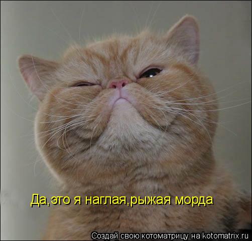 Да,это я наглая,рыжая морда... Котоматрица: Да,это я наглая,рыжая морда