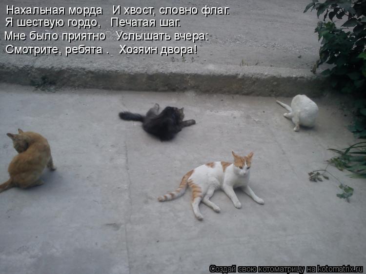 Нахальная морда И хвост, словно флаг. Я шествую гордо, Печатая шаг. Мне было приятно Услышат... Котоматрица: Нахальная морда И хвост, словно флаг. Я шествую гордо, Печатая шаг. Мне было приятно Услышать вчера: «Смотрите, ребята – Хозяин двора!»